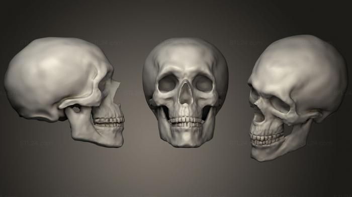 Анатомия скелеты и черепа (Скульптура черепа 2, ANTM_1299) 3D модель для ЧПУ станка